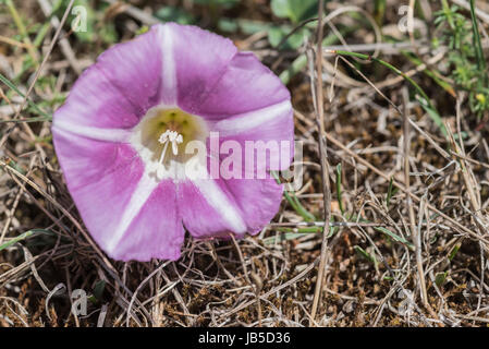 Nahaufnahme der Staubblätter und Antheren von Meer-Winde (Calystegia Soldanella) Stockfoto