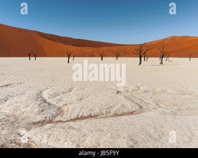 Tote Akazienbäume bei Deadvlei in der Namib-Wüste in Namibia, Afrika. Stockfoto