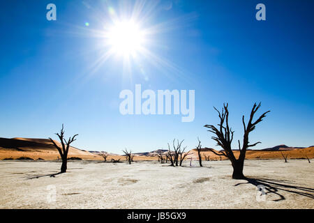 Tote Bäume und Dünen in einer Salzpfanne. Heiße Wüste. Stockfoto