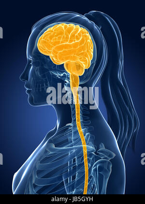 3D gerenderten medizinische Illustration - weibliche Gehirn Stockfoto