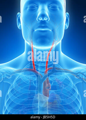 3D gerenderte Darstellung der Arteria carotis Stockfoto