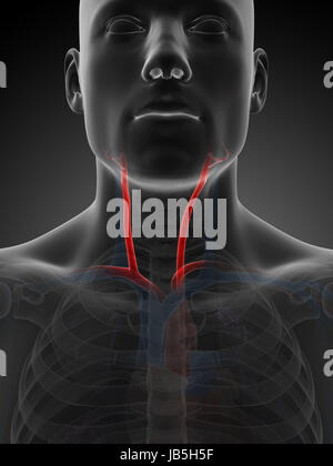 3D gerenderte Darstellung der Arteria carotis Stockfoto