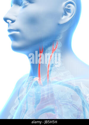 3D gerenderte Darstellung der Arteria carotis Stockfoto