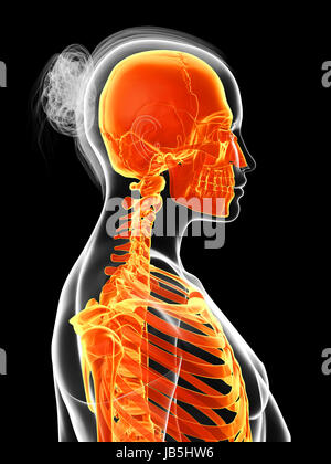 3D gerenderte Darstellung der weiblichen Skelett Stockfoto