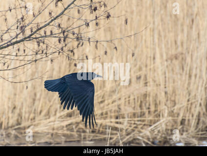 Schwarzen Raben fliegen entlang einem Reed-Feld Stockfoto