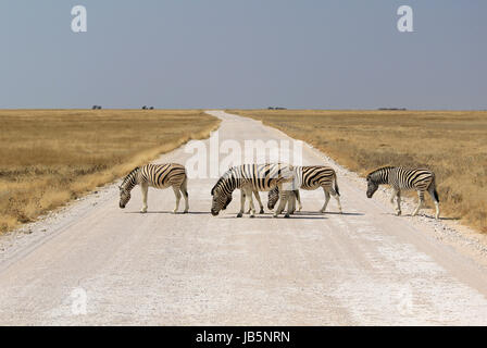 Herde von Burchell´s Zebras Straße in Etosha Wildpark, Okaukuejo Wasserstelle überqueren. Namibia Stockfoto