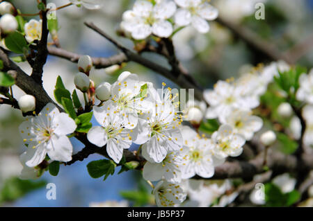 Pflaumenbaumbluete - Pflaumenblüte 02 Stockfoto