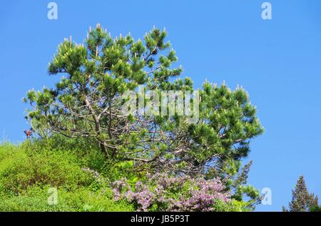 Pinie - Kiefer 03 Stockfoto