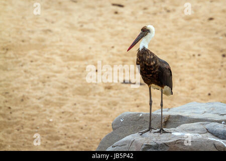 Wolly-necked Storch im Krüger-Nationalpark, Südafrika; Specie Ciconia Episcopus Familie Ciconiidae Stockfoto