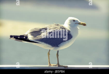 Vintage Foto von einer Möwe-künstlerische Retro-Stil Bild Stockfoto