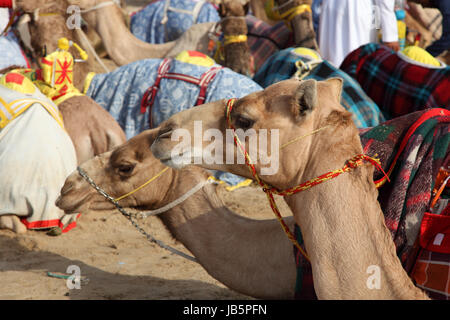 Racing Kamele in Doha, Katar, Nahost Stockfoto