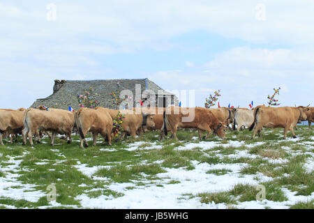 Frankreich, Aveyron (12), Saint-Chély-Aubrac, Hameau Aubrac, Transhumanz de Printemps de Mai / / Frankreich, Aveyron, Saint Chely Aubrac, Aubrac Hamlet, Stockfoto