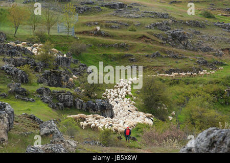 Frankreich, Lozère (48), Causse Méjean, Parc national des Cévennes, Entre Florac et Meyrueis, Chaos de Nîmes-le-Vieux et Moutons / / Frankreich, Lozere, Causse Stockfoto