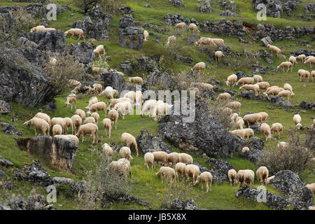 Frankreich, Lozère (48), Causse Méjean, Parc national des Cévennes, Entre Florac et Meyrueis, Chaos de Nîmes-le-Vieux et Moutons / / Frankreich, Lozere, Causse Stockfoto