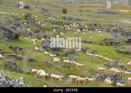 Frankreich, Lozère (48), Causse Méjean, Parc national des Cévennes, Entre Florac et Meyrueis, Chaos de Nîmes-le-Vieux et Moutons / / Frankreich, Lozere, Causse Stockfoto