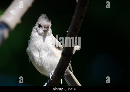 Tufted Meise thront auf einem Ast Stockfoto