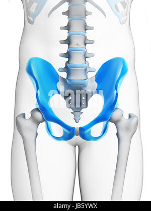 3D gerenderten Illustration - Hüftknochen Stockfoto