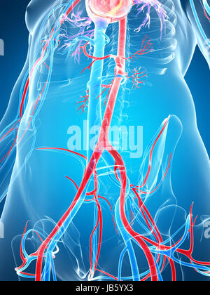 3D gerenderte Darstellung des menschlichen Gefäßsystems Stockfoto