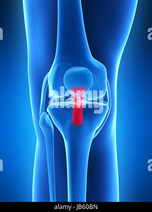 3D gerenderten Illustration - Knie Anatomie Stockfoto