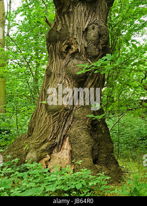 Knorrige Rinde der alte Stamm der Edelkastanie (Castanea Sativa) im grünen Wald, National Forest, Derbyshire, England, UK Stockfoto