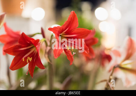 Amaryllis hippeastrum Rot schliessen in einer Stadt bei Nacht mit Lamp Post leuchtet Stockfoto