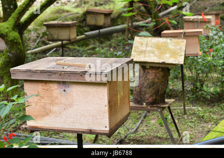 Imkereien, befindet sich in Cameron Highlands, Malaysia Stockfoto