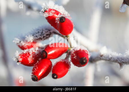 Mit Raureif überzogen roten Berberitzen im Winter, Bremen, Deutschland, Europa Stockfoto