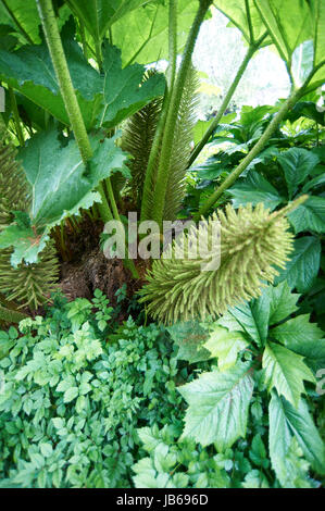 Gunnera Manicata chilenischen Riesen Rhabarber Stockfoto