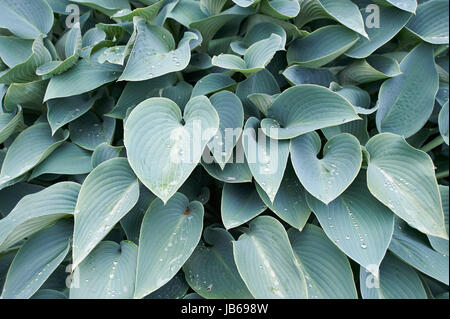 Hosta Pflanze mit Tropfen frisches Regenwasser in Holehird Gärten Stockfoto