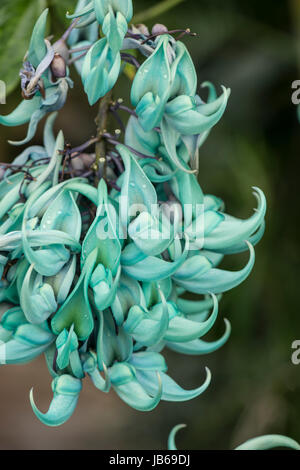 Jade Rebe: Strongylodon Macrobotrys. Botanischer Garten, Surrey, UK Stockfoto