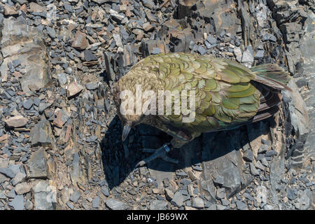 Kea, eine große Papageien in Neuseeland, am Arthur's Pass gesehen auf der Südinsel. Stockfoto