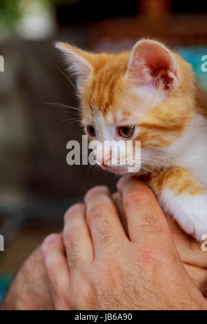 Tabby Kitten in einem mans Händen kleine Kätzchen in den Händen eines Mannes Stockfoto