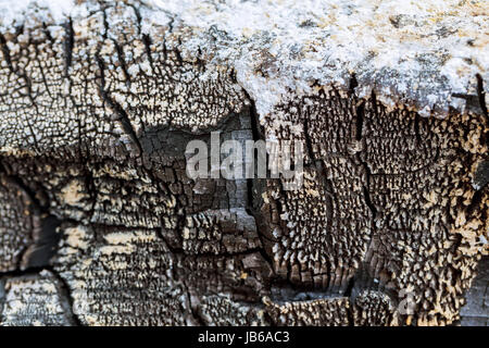 verbrannten Baum Rinde Textur Hintergrund. Alte Holz Baumstamm strukturierte Muster Stockfoto