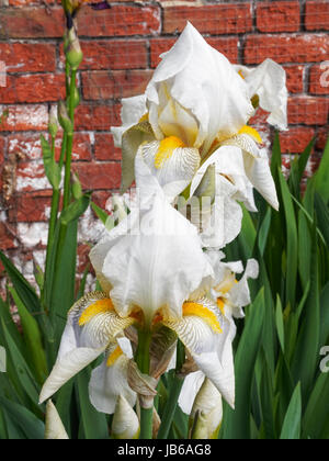 Frühling Wahnsinn Iris Blumen in voller Blüte wächst in einem Garten gegen eine Altersgruppe roten Backsteinmauer. Stockfoto