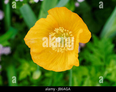 Dunkelgelbe Welsh Mohn Blume, wächst in einem Feld mit einem Hintergrund von grünem Laub. Schließen Sie herauf Bild. Stockfoto