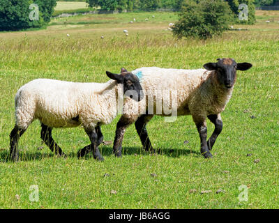 Zwei Suffolk Schafe Lämmer zu Fuß. von links nach rechts, auf einer Wiese. Stockfoto