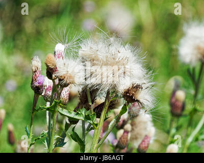 Nahaufnahme von Kratzdistel Flowerheads, einige in Blüte teilweise mit Thistledown im Frühsommer Sonnenschein. Stockfoto