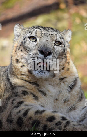 Porträt des männlichen Schneeleoparden (oder Unze, Panthera Uncia) Blick in die Kamera, niedrigen Winkel Ansicht schließen Stockfoto