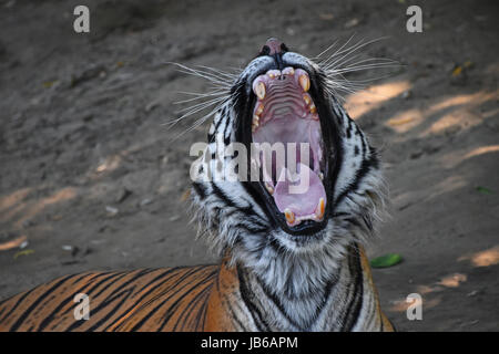 Porträt von Sumatra-Tiger (Panthera Tigris Sumatrae) Gähnen hautnah Stockfoto