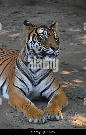 Nahaufnahme von Sumatra-Tiger (Panthera Tigris Sumatrae) Verlegung auf dem Boden ruhen und wegsehen von Kamera Stockfoto