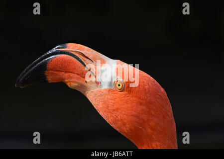 Nahaufnahme der Seite Profilbildnis von rosa orange Flamingo, Kopf mit Schnabel, auf schwarzem Hintergrund, niedrigen Winkel Ansicht Stockfoto