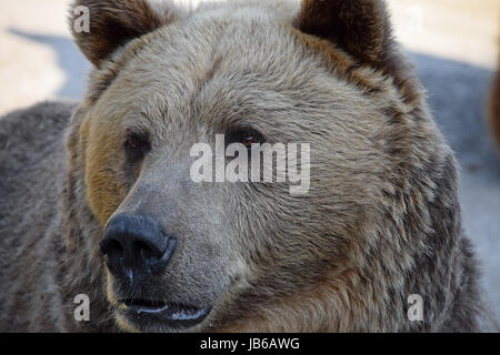 Porträt des eurasischen Braunbären (Ursus Arctos) erwachsenen männlichen Blick in die Kamera hautnah Stockfoto