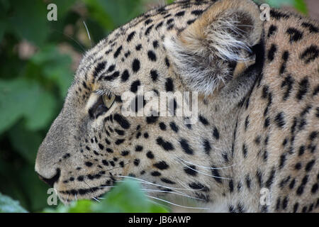 Nahaufnahme Seite Profilbildnis der Amur-Leopard (Panthera Pardus Orientalis) unter den grünen Blättern im Wald, wegschauen Stockfoto