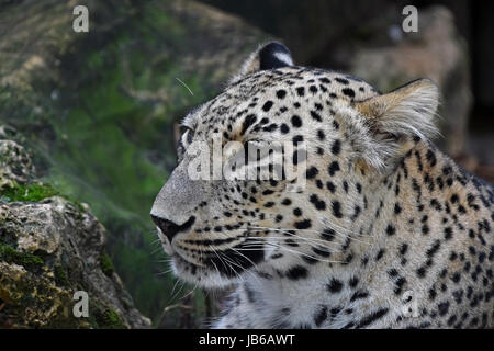 Großaufnahme Seite Profilbildnis der junge Amur Leopard weibliche (Panthera Pardus Orientalis) Blick zur Seite der Kamera, niedrigen Winkel Ansicht Stockfoto