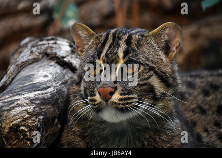 Nahaufnahme, Porträt von Fischen-Katze (Prionailurus Viverrinus) auf der Suche zur Seite der Kamera, niedrigen Winkel Ansicht Stockfoto