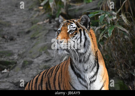 Seite Profilbildnis des sibirischen Tigers (Amur-Tiger, Panthera Tigris Altaica) über Felsen und Wald hautnah Stockfoto