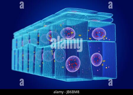 Geschichtete Plattenepithel, Abbildung. Stockfoto