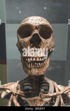 Prähistorische Skelett. Stockfoto