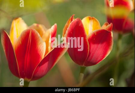 Rote Tulpen (Tulipa "Hot Honig Rag") mit gelben Blütenblättern auf der Innenseite. Stockfoto