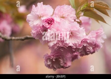 Rosa Kanzan Kirsch-Baum (Prunus Serrulata Kanzan') in Blüte. Stockfoto